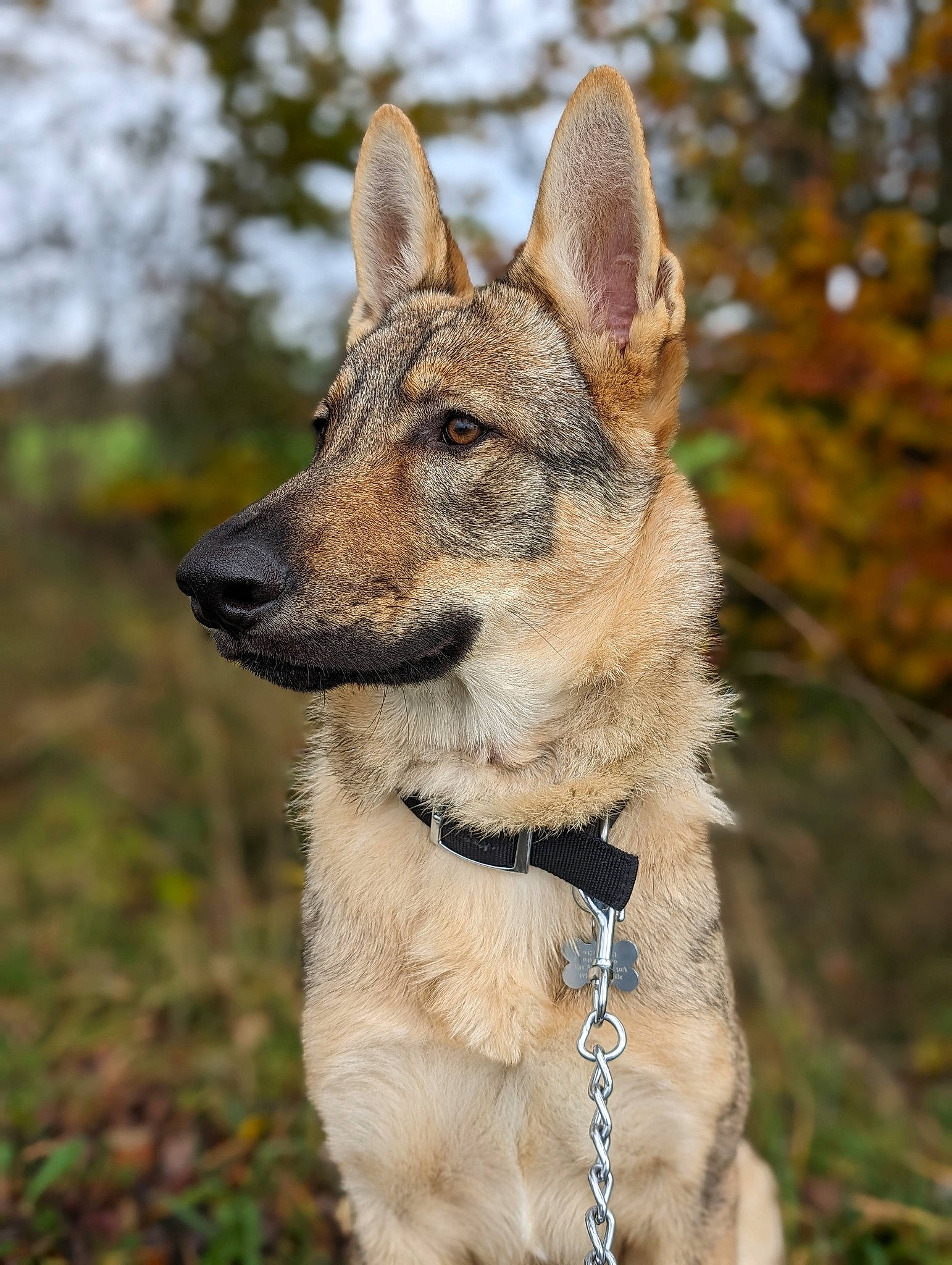 Rex a rejoint le concours — aidez-le/la à gagner de superbes lots ! ancient_dog_breeds, canis, carnivore, collar, dog, dog_breed, dog_collar, east_european_shepherd, fawn, fur, snout, sulimov_dog, terrestrial_animal, tree, working_dog