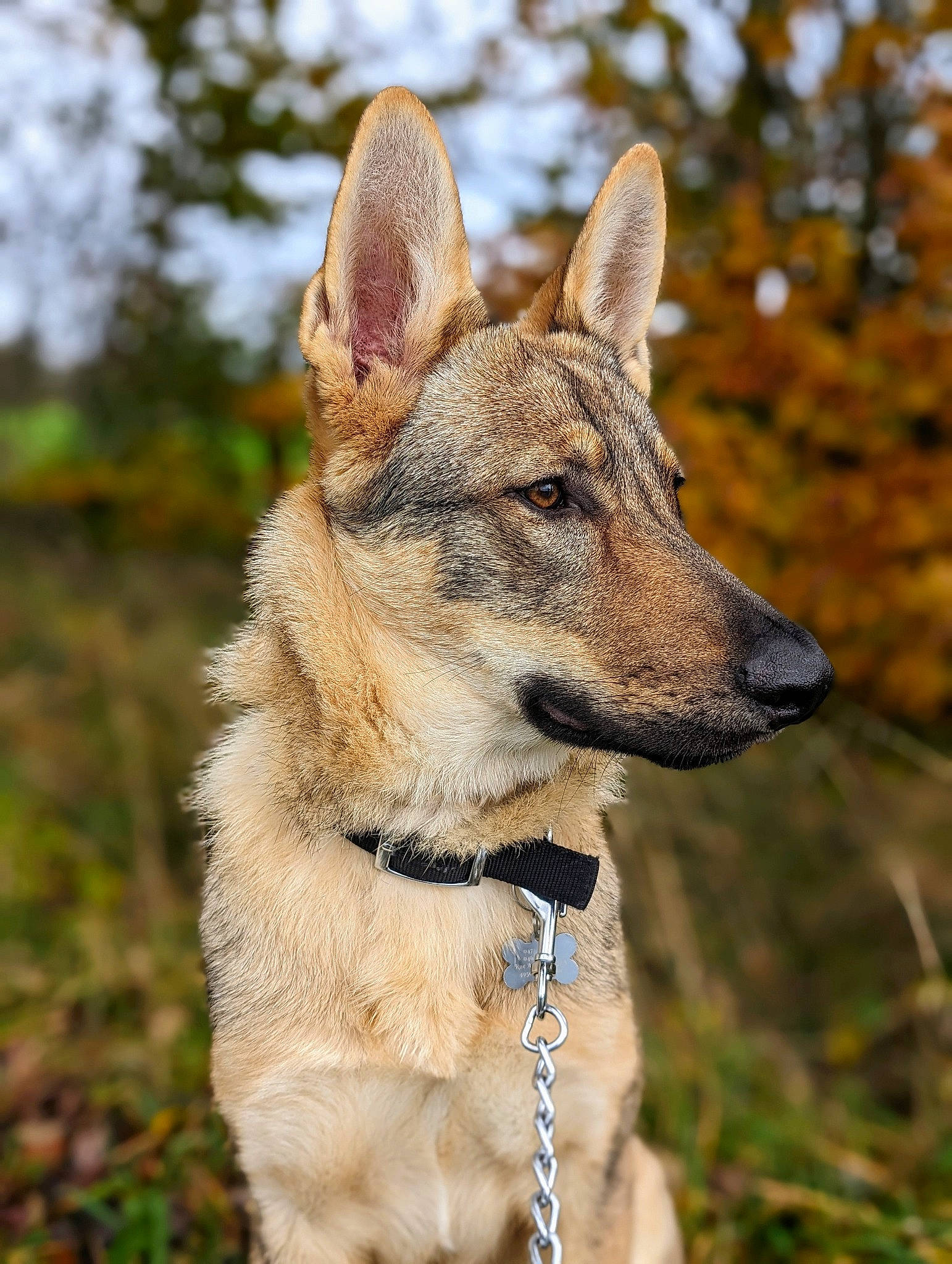 Rex a rejoint le concours — aidez-le/la à gagner de superbes lots ! canidae, canis, carnivore, collar, companion_dog, dog, dog_breed, dog_collar, electric_blue, fang, fawn, fur, grass, plant, sporting_group, sulimov_dog, terrestrial_animal, whiskers, working_animal, working_dog
