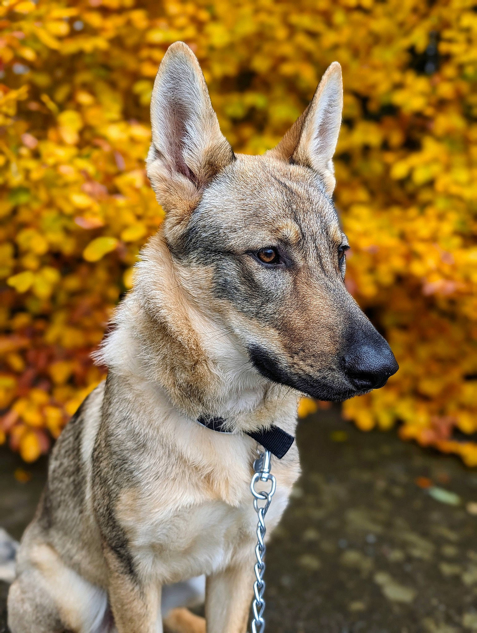 Rex a rejoint le concours — aidez-le/la à gagner de superbes lots ! ancient_dog_breeds, art, autumn, canidae, canis, carnivore, collar, companion_dog, dog, dog_breed, dog_collar, fawn, fur, snout, sporting_group, sulimov_dog, terrestrial_animal, whiskers, working_animal, working_dog