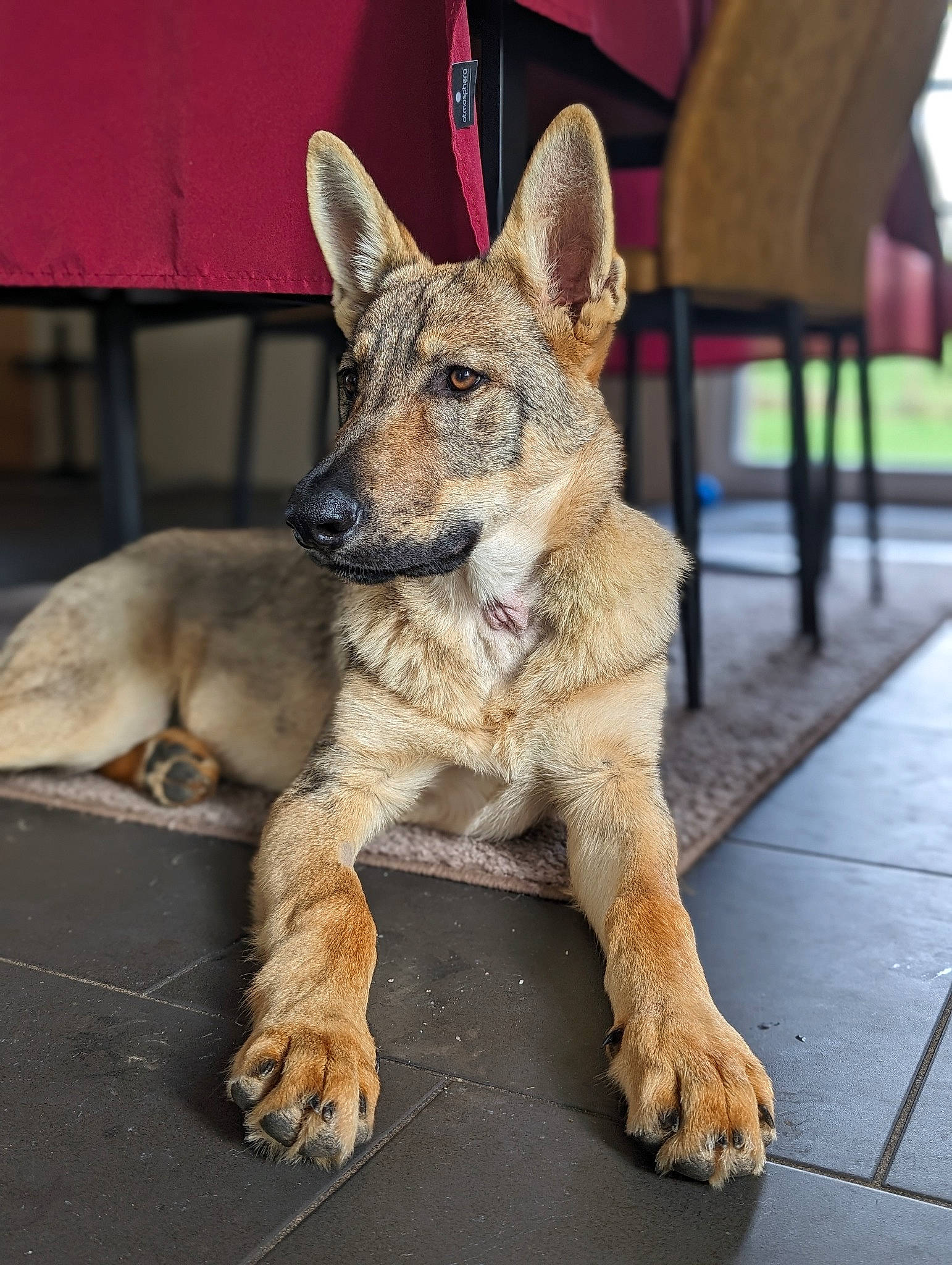 Rex a rejoint le concours — aidez-le/la à gagner de superbes lots ! canidae, canis, carnivore, companion_dog, dog, dog_breed, fawn, fur, snout, sporting_group, tail, terrestrial_animal, wildlife, working_animal, working_dog