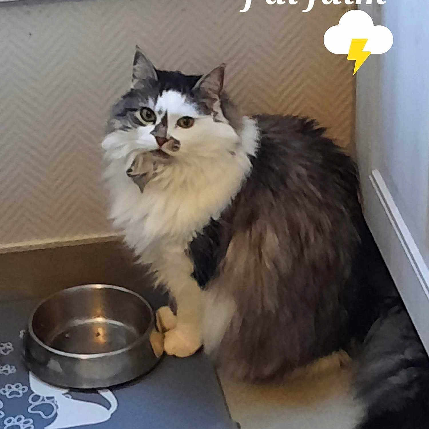 Lilas a rejoint le concours — aidez-le/la à gagner de superbes lots ! bowl, british_longhair, carnivore, cat, door, felidae, fur, kitchen_appliance, kitchen_utensil, maine_coon, serveware, small_to_medium_sized_cats, tail, terrestrial_animal, whiskers, window