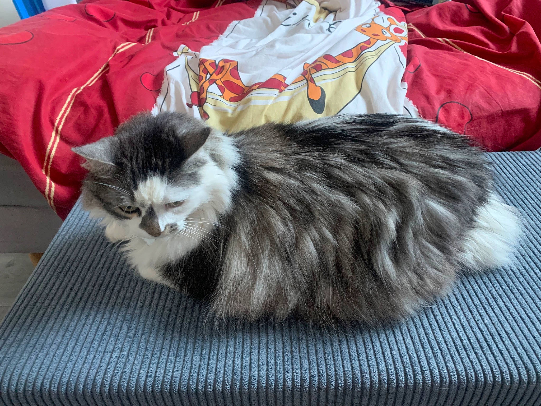 Lilas a rejoint le concours — aidez-le/la à gagner de superbes lots ! british_longhair, canidae, carnivore, cat, claw, comfort, companion_dog, dog_breed, felidae, fur, grey, mammal, small_to_medium_sized_cats, tail, terrestrial_animal, whiskers