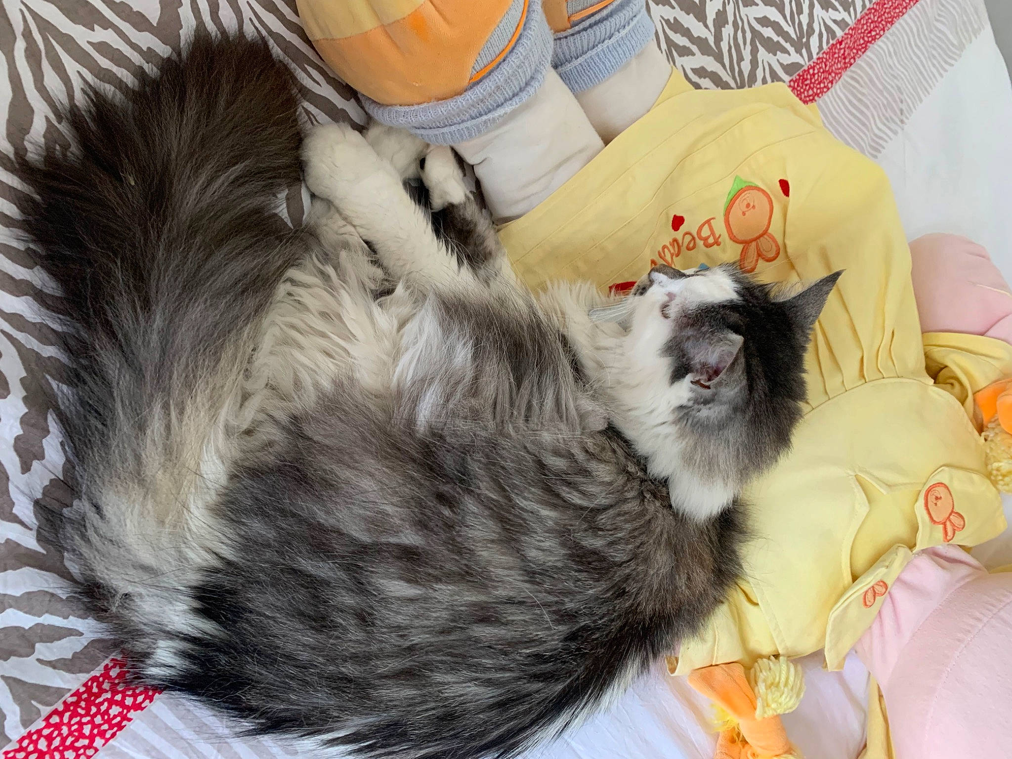 Lilas a rejoint le concours — aidez-le/la à gagner de superbes lots ! carnivore, cat, claw, comfort, companion_dog, dog_breed, domestic_short_haired_cat, felidae, fur, linens, nap, paw, small_to_medium_sized_cats, tail, whiskers