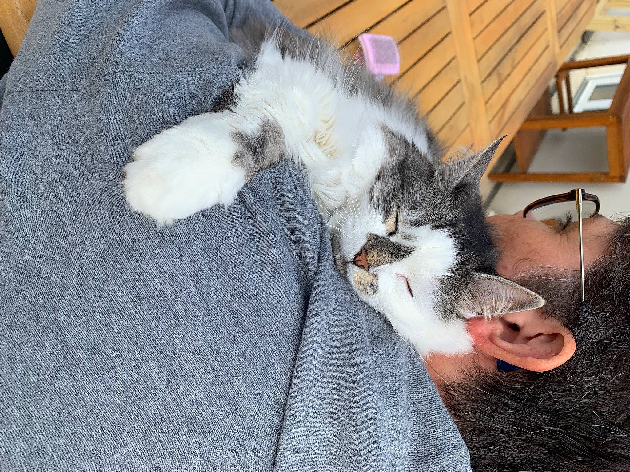 Lilas a rejoint le concours — aidez-le/la à gagner de superbes lots ! canidae, carnivore, cat, chair, claw, comfort, companion_dog, dog_breed, domestic_short_haired_cat, felidae, fur, hardwood, lap, nap, paw, small_to_medium_sized_cats, tail, whiskers