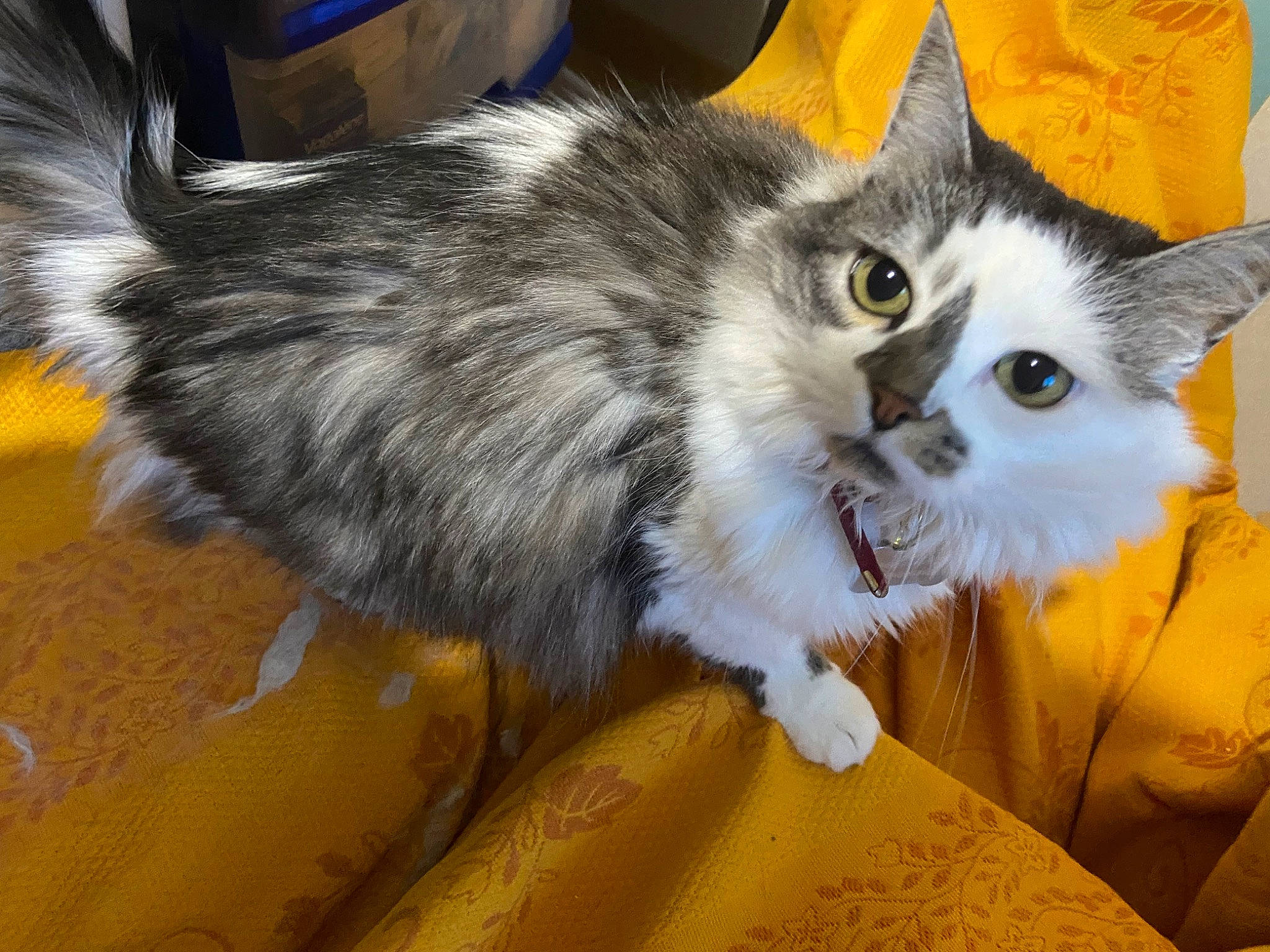 Lilas participe au concours pour gagner de l'argent avec cette photo : box, carnivore, cat, claw, domestic_short_haired_cat, felidae, fur, paw, plant, small_to_medium_sized_cats, snout, tail, whiskers