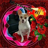 Duke joined the competition — help win amazing prizes! animal, arrow, car_seat, collage, cute, decorative, dog, floral, guitar, heart_shape, indoor, love_heart, pet, pink_border, portrait, red_blanket, red_roses, romantic, valentine, white_dog