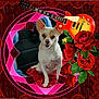 animal, arrow, car_seat, collage, cute, decorative, dog, floral, guitar, heart_shape, indoor, love_heart, pet, pink_border, portrait, red_blanket, red_roses, romantic, valentine, white_dog