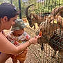 adult, animal, baby, casual_clothing, child, curious, daylight, feeding, fence, goat, grass, hat, interaction, nature, outdoor, person, petting_zoo, smile, summer, trees
