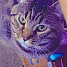 Bear is registered to the contest to win money with this photo: cat, tabby_cat, feline, pet, animal, portrait, close_up, green_eyes, whiskers, striped_fur, ears, nose, indoor, living_room, carpet, furniture, purple_lighting, blue_object, resting, curious