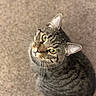 Bear is registered to the contest to win money with this photo: cat, tabby_cat, pet, feline, animal, green_eyes, striped_fur, whiskers, ears, portrait, close_up, indoor, carpet, cozy, warm_lighting, sitting, curled_up, looking_up, shorthair, domestic_animal