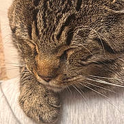 Bear joined the competition — help win amazing prizes! cat, tabby_cat, sleeping, close_up, fur, striped_fur, whiskers, nose, paw, pet, animal, domestic_cat, cozy, bedding, indoors, relaxed, nap, portrait, macro, brown