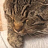 cat, tabby_cat, sleeping, close_up, fur, striped_fur, whiskers, nose, paw, pet, animal, domestic_cat, cozy, bedding, indoors, relaxed, nap, portrait, macro, brown