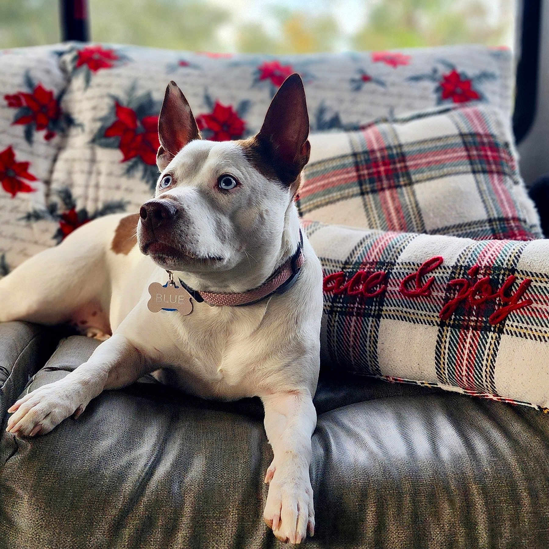 Blue is registered to the contest to win money with this photo: animal, blanket, bulldog, canine, chair, couch, cushion, dog, frenchbulldog, furniture, homedecor, indoors, interiordesign, pet, pillow, pitbull, pointer, puppy, snout, whitedog