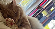 Porter is registered to the contest to win money with this photo: animal, blanket, books, bookshelf, cat, cozy, cute, daylight, feline, fur, home, indoor, paw, pet, pink_pads, relaxing, resting, sleeping, soft, window