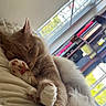 animal, blanket, books, bookshelf, cat, cozy, cute, daylight, feline, fur, home, indoor, paw, pet, pink_pads, relaxing, resting, sleeping, soft, window