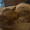 Porter is registered to the contest to win money with this photo: cat, orange_cat, sleeping, curled_up, fluffy, fur, pet, indoor, bed, cozy, resting, domestic_animal, animal, whiskers, ears, tail, close_up, feline, relaxation, soft