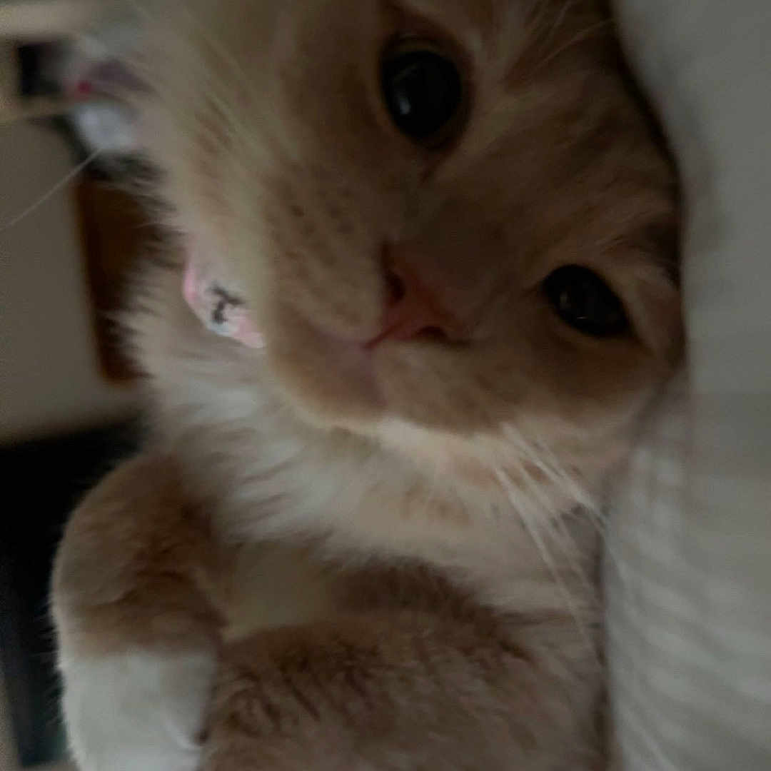 Porter joined the competition — help win amazing prizes! cat, orange_cat, white_paws, fluffy, close_up, indoor, relaxed, pet, animal, feline, lying_down, cute, whiskers, soft_lighting, bed, resting, domestic_cat, curious, fur, paws