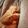 Porter joined the competition — help win amazing prizes! blanket, cat, closeup, comfort, cozy, cushion, cute, feline, fluffy, fur, home, indoor, nap, orange_cat, pet, relaxed, resting, sleeping, soft, whiskers