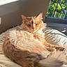 cat, cozy, cushion, daylight, domestic_animal, ears, fluffy, fur, home, indoor, mammal, orange_cat, pet, relaxed, resting, sleepy, sunlight, tail, whiskers, window