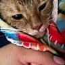 Porter joined the competition — help win amazing prizes! animal, blanket, cat, close_up, colorful, comfort, cozy, cute, domestic_cat, fur, hand, indoor, orange_cat, pet, resting, sleepy, snuggled, soft, warm, whiskers