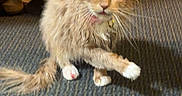 Porter is registered to the contest to win money with this photo: cat, orange_cat, tabby, pet, indoor, carpet, floor, paw, fur, animal, feline, whiskers, collar, domestic_cat, scruffy, mid_step, room, clutter, shoe, blanket