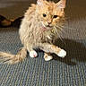 cat, orange_cat, tabby, pet, indoor, carpet, floor, paw, fur, animal, feline, whiskers, collar, domestic_cat, scruffy, mid_step, room, clutter, shoe, blanket