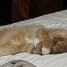 Porter joined the competition — help win amazing prizes! cat, sleeping, bed, orange_cat, white_paws, fluffy, cozy, indoor, pet, feline, resting, striped_bedspread, blanket, cute, domestic_animal, fur, relaxing, animal, whiskers, peaceful