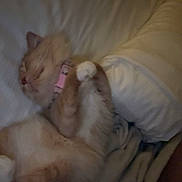 Porter is registered to the contest to win money with this photo: cat, sleeping, bed, blanket, pillow, collar, cozy, fur, pet, resting, cute, indoors, animal, feline, relaxing, soft, warm, comfort, nap, domestic