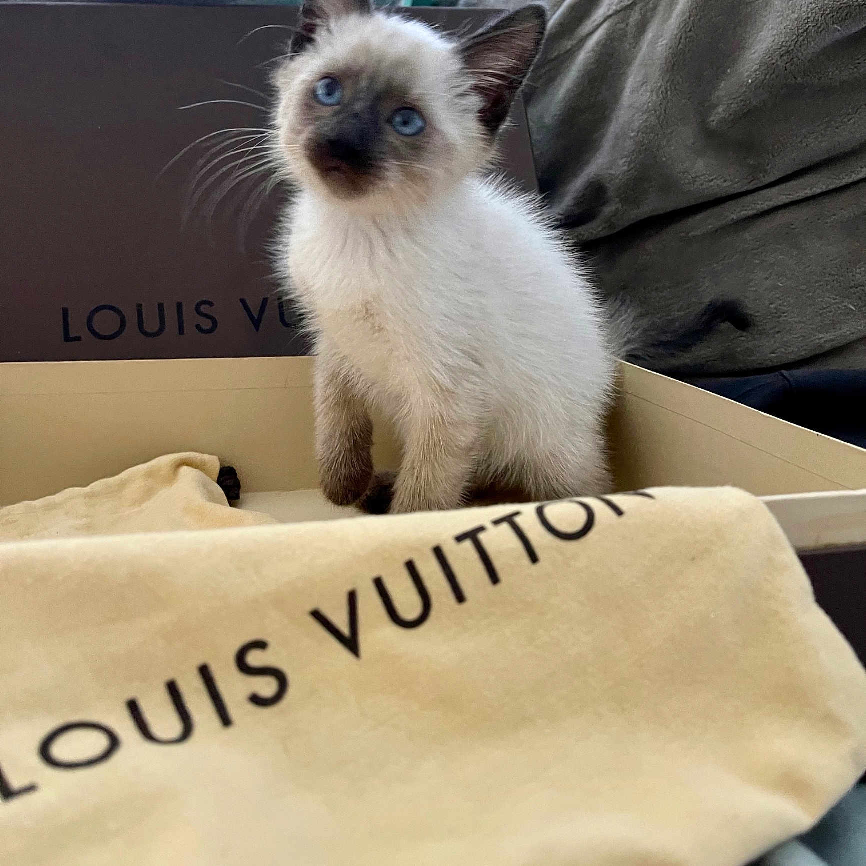 Louie V joined the competition — help win amazing prizes! balinese, birman, carnivore, cat, comfort, couch, fawn, felidae, font, fur, linens, rectangle, siamese, small_to_medium_sized_cats, snout, terrestrial_animal, thai, tonkinese, whiskers
