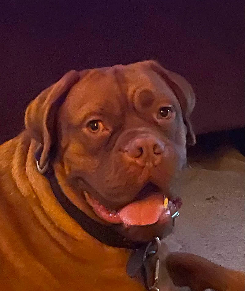 Mando is registered to the contest to win money with this photo: canidae, carnivore, collar, companion_dog, dog, dog_breed, dog_collar, dog_supply, fawn, fur, liver, molosser, pet_supply, snout, sporting_group, terrestrial_animal, whiskers, working_animal, working_dog, wrinkle