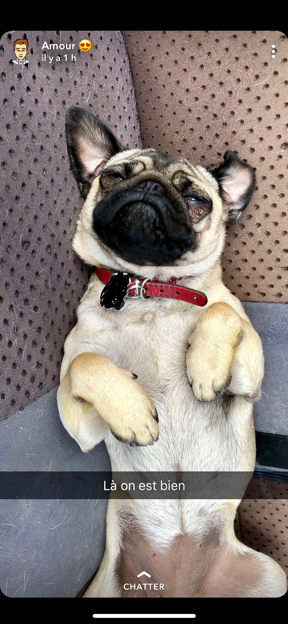 Nina participe au concours pour gagner de l'argent avec cette photo : ancient_dog_breeds, canidae, carnivore, companion_dog, dog, dog_breed, fawn, french_bulldog, mammal, non_sporting_group, person, pug, puppy, snout, toy_dog, vertebrate
