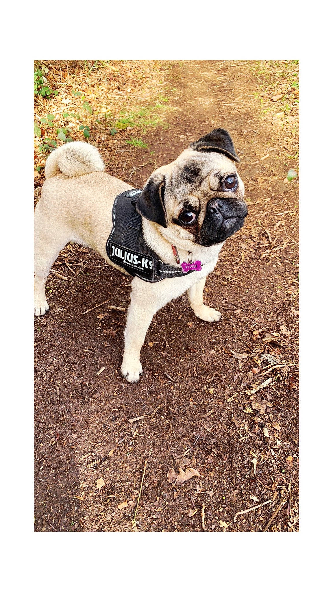 Piwee a rejoint le concours — aidez-le/la à gagner de superbes lots ! canidae, carnivore, companion_dog, dog, dog_breed, dog_clothes, fawn, grass, mammal, pug, puppy, snout, toy_dog, tree