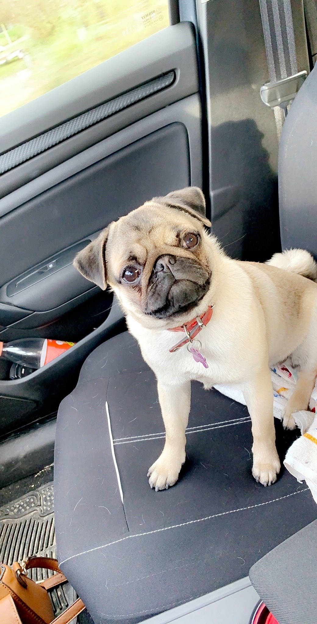 Piwee participe au concours pour gagner de l'argent avec cette photo : ancient_dog_breeds, canidae, car, carnivore, companion_dog, dog, dog_breed, fawn, mammal, pug, puppy, puppy_love, snout, sporting_group, toy_dog, vehicle, vertebrate, wrinkle