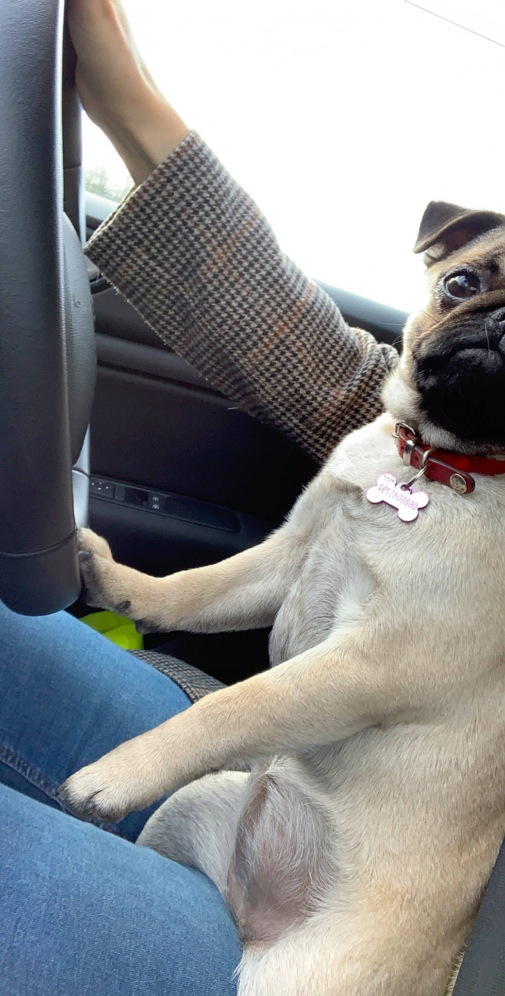 Piwee a rejoint le concours — aidez-le/la à gagner de superbes lots ! auto_part, canidae, car, car_seat, car_seat_cover, carnivore, companion_dog, dog, dog_breed, driving, fawn, non_sporting_group, pug, seat_belt, snout, sporting_group, toy_dog, vehicle