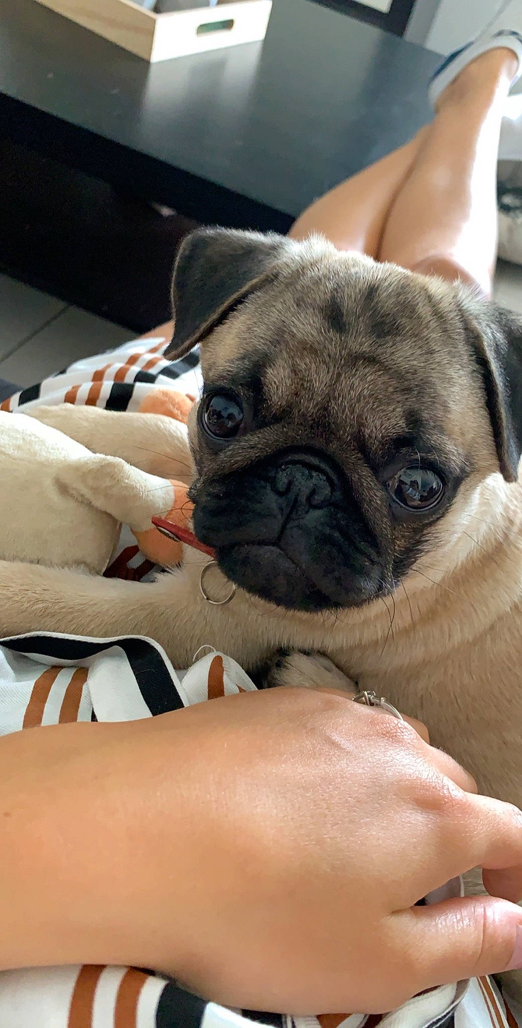 Piwee a rejoint le concours — aidez-le/la à gagner de superbes lots ! bulldog, canidae, carnivore, companion_dog, dog, dog_breed, fawn, mammal, non_sporting_group, pug, puppy, puppy_love, skin, snout, toy_dog, vertebrate, whiskers, wrinkle