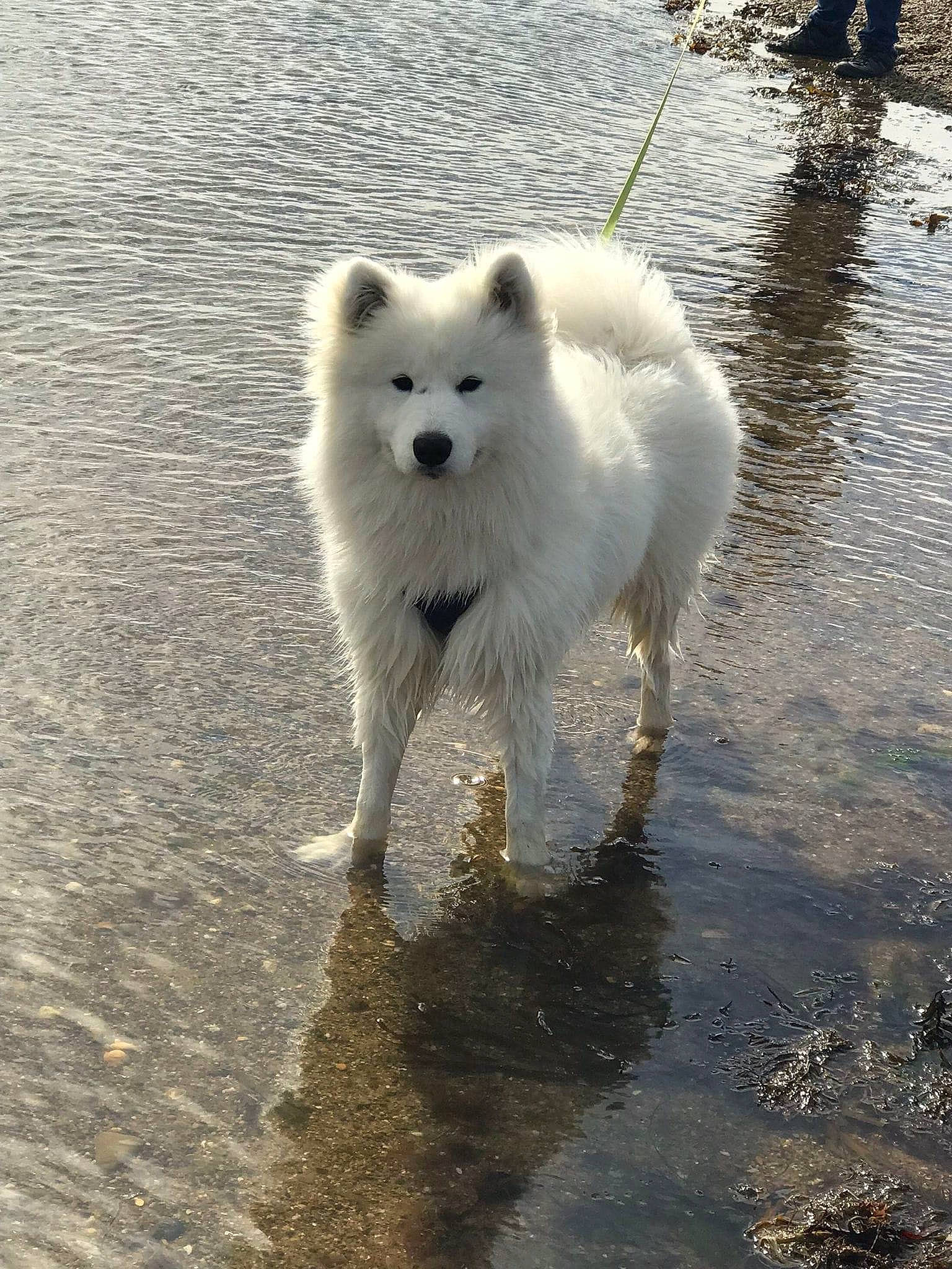 Oscar joined the competition — help win amazing prizes! arctic, arctic_fox, canidae, carnivore, companion_dog, dog, dog_breed, freezing, fur, japanese_spitz, liquid, ocean, polar_ice_cap, snout, sporting_group, terrestrial_animal, volpino_italiano, water, wildlife, working_animal