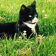 Pebbles joined the competition — help win amazing prizes! black_cat, cat, cat_like_mammal, domestic_short_haired_cat, european_shorthair, fauna, grass, grass_family, lawn, plant, small_to_medium_sized_cats, snout, whiskers
