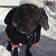 Dobby joined the competition — help win amazing prizes! dog, dog_breed, dog_like_mammal, hunting_dog, labrador_retriever, plott_hound, snout, snow, sporting_group, winter
