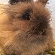 Simba is registered to the contest to win money with this photo: domestic_rabbit, fauna, fur, hamster, rabbit, rabits_and_hares, snout, whiskers