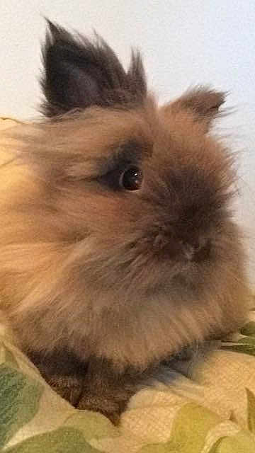 Simba