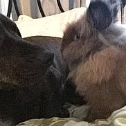 Simba And Dobby is registered to the contest to win money with this photo: dog, dog_breed, dog_breed_group, dog_like_mammal, puppy, snout, sporting_group, street_dog
