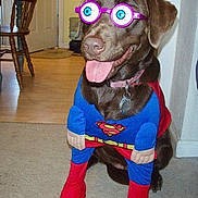 Charley joined the competition — help win amazing prizes! carnivoran, dog, dog_breed, dog_clothes, dog_like_mammal, labrador_retriever, pink, product, snout, sporting_group, weimaraner
