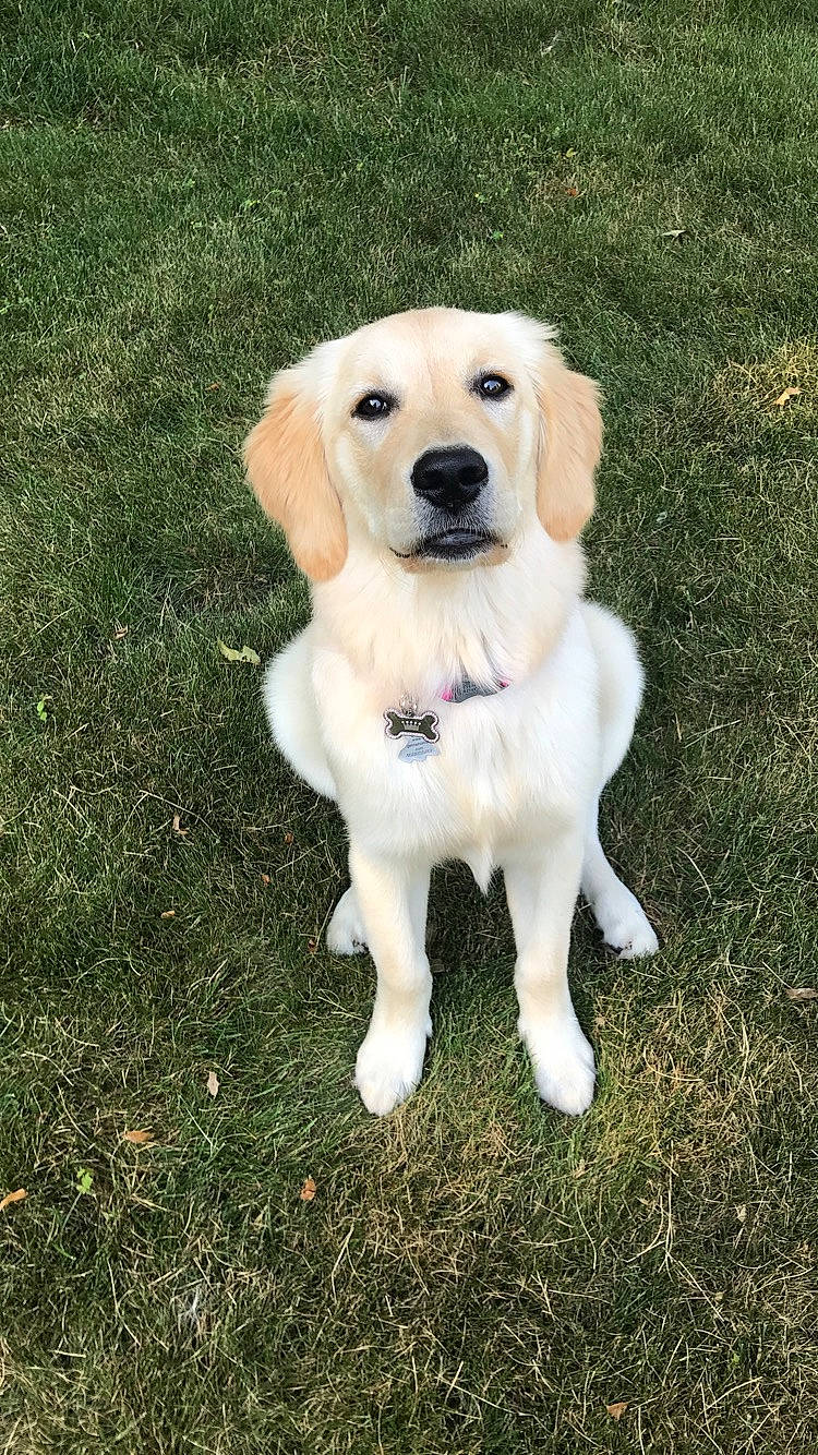 Lucy is registered to the contest to win money with this photo: akbash_dog, beagador, canidae, carnivore, companion_dog, dog, dog_breed, fawn, golden_retriever, grass, labrador_retriever, mammal, puppy, rare_breed_dog, retriever, small_greek_domestic_dog, snout, sporting_group, tail, vertebrate