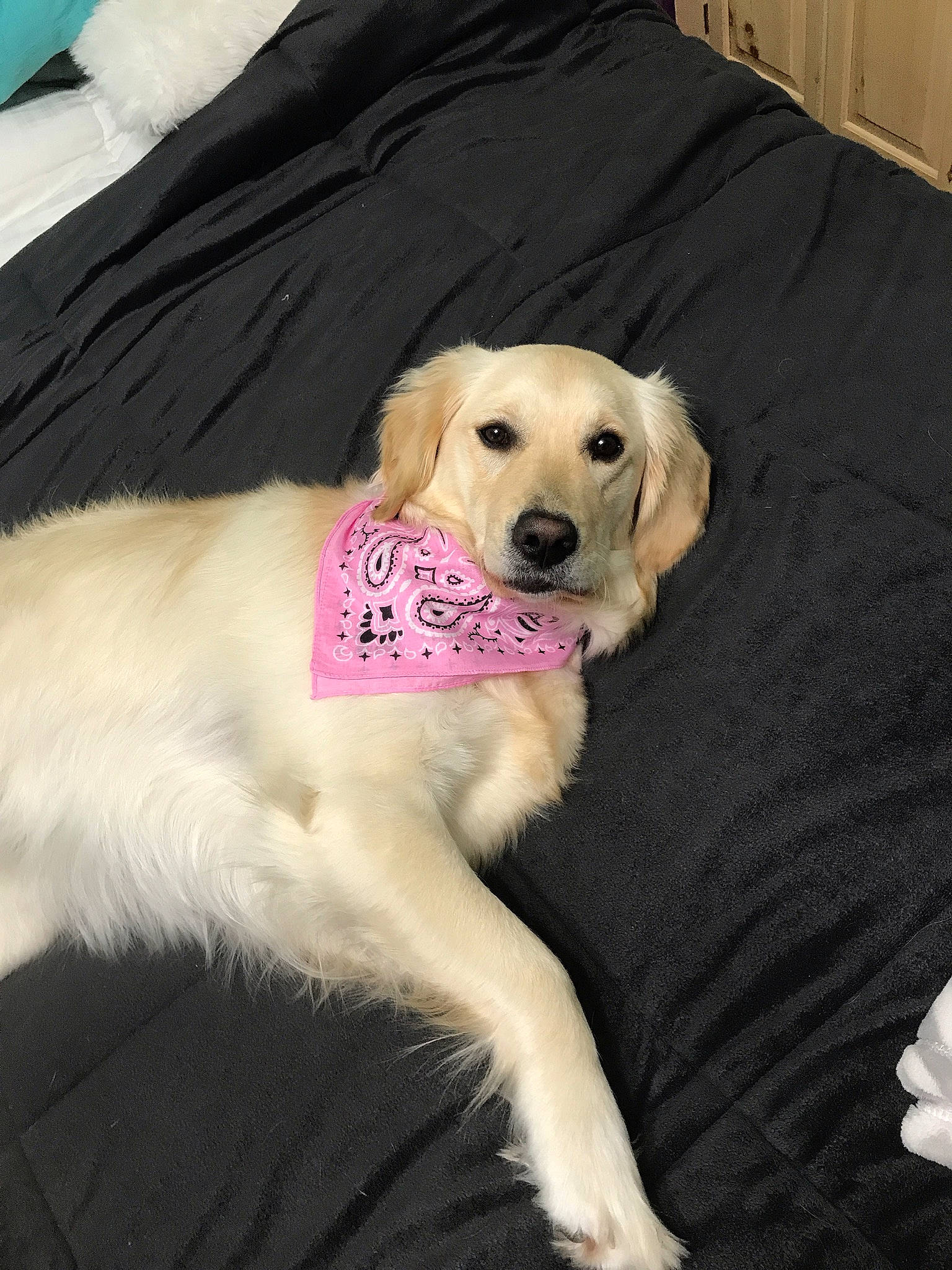 Lucy joined the competition — help win amazing prizes! beagador, canidae, carnivore, companion_dog, dog, dog_breed, fawn, fur, golden_retriever, labrador_retriever, mammal, puppy, puppy_love, retriever, small_greek_domestic_dog, snout, sporting_group, tail, vertebrate, yellow
