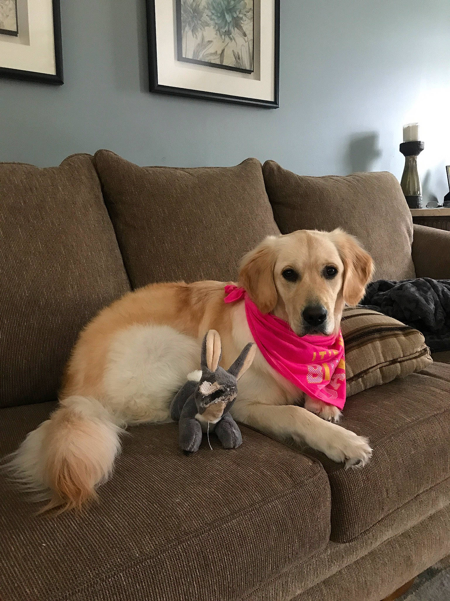 Lucy is registered to the contest to win money with this photo: beagador, canidae, carnivore, companion_dog, dog, dog_breed, fawn, floor, flooring, fur, golden_retriever, labrador_retriever, mammal, paw, puppy, puppy_love, retriever, room, sporting_group, vertebrate