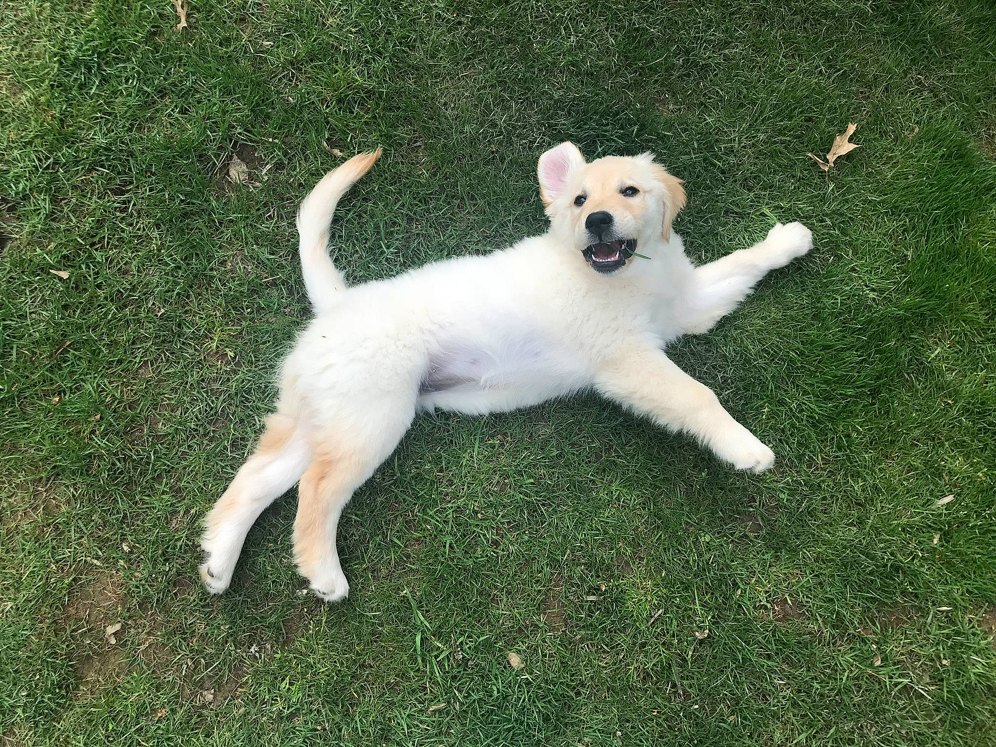 Lucy is registered to the contest to win money with this photo: berger_blanc_suisse, canidae, carnivore, companion_dog, dog, dog_breed, fawn, grass, mammal, parson_russell_terrier, pungsan_dog, puppy, rare_breed_dog, sporting_group, tail, vertebrate, white_shepherd