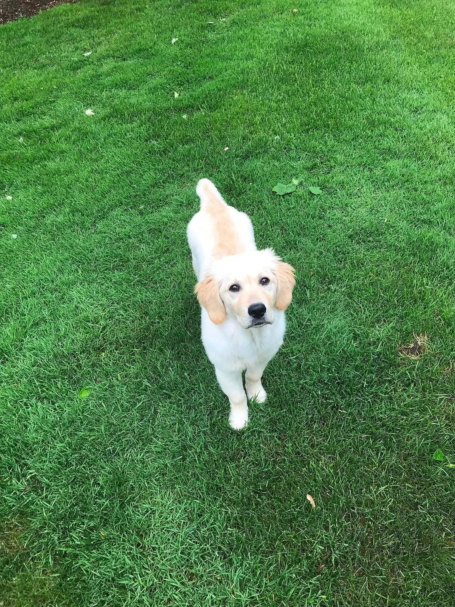 Lucy is registered to the contest to win money with this photo: canidae, carnivore, cavachon, companion_dog, dog, dog_breed, golden_retriever, grass, green, labrador_retriever, lawn, mammal, plant, puppy, retriever, sporting_group, tail