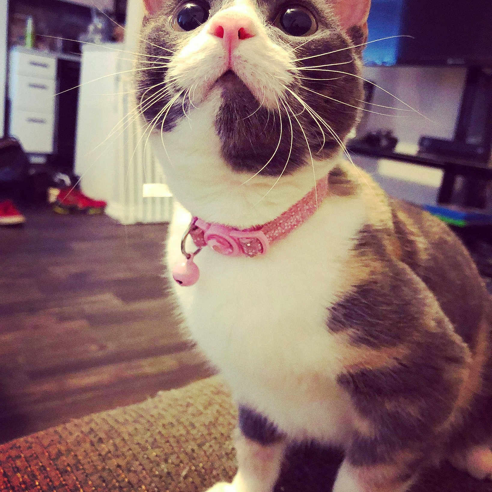Lousie