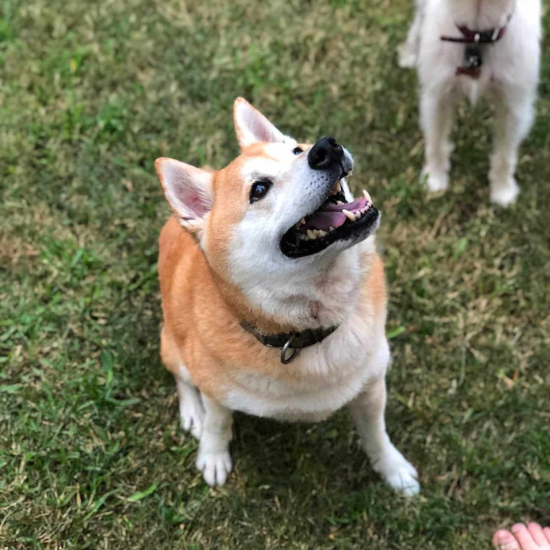 Apollo is registered to the contest to win money with this photo: akita, carnivoran, companion_dog, corgi_chihuahua, dog, dog_breed, dog_breed_group, dog_like_mammal, german_spitz, icelandic_sheepdog, norwegian_buhund, pembroke_welsh_corgi, pomeranian, shiba_inu, snout, spitz, tail, welsh_corgi