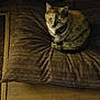 animal, brown, cat, cozy, curled_up, cushion, dim_lighting, domestic_animal, feline, flooring, fur, home, indoor, looking_up, pet, quiet, quiet_moment, resting, soft_texture, wooden_floor